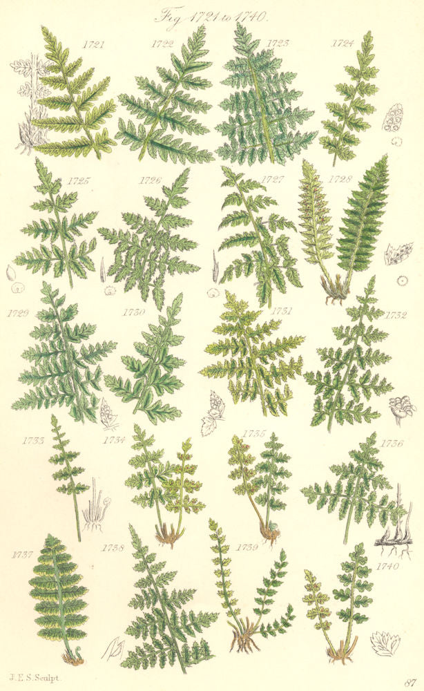 FERNS. Sweet Mountain Crested Prickly-toothed Shield Bladder Lady. SOWERBY 1890